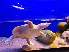 -上海海洋水族馆