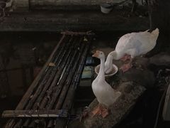 -优之名鹅城