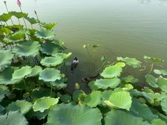 -莲花池公园