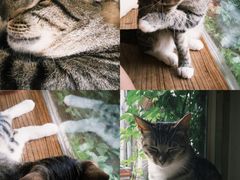 -海边的猫和咖啡馆