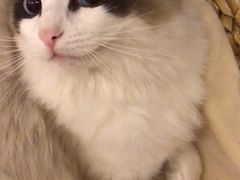 -Bastet sally猫舍购宠(静安店)