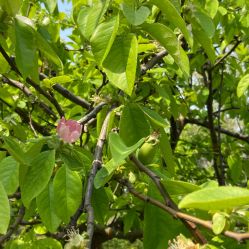 -河南省儿童医院(郑东院区)