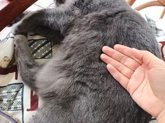 -海边的猫和咖啡馆