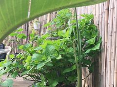 -唐咖精品咖啡(大理古城手冲店)