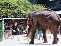 -西双版纳勐泐文化旅游区