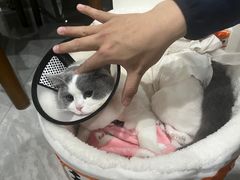 -关爱宠物医院·猫科中心·消化科(滨湖万达分院)