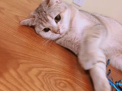 -猫色咖啡·猫咖