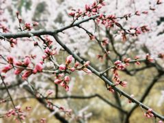 -北京西山国家森林公园