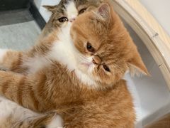 -瞄一喵猫咖(格力海岸店)
