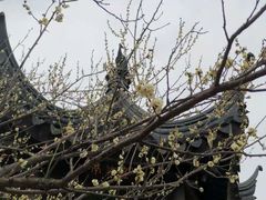 -香雪海