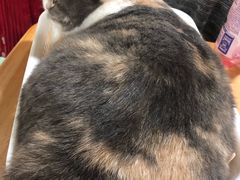 -藦茜花园宠物主题亲子互动体验馆(国顺东路店)