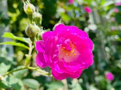 -海棠花溪(元大都城垣遗址公园)
