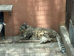 -青藏高原野生动物园