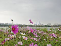 -海珠湖公园