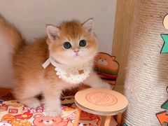 -宠伴小精灵宠物店(鼓楼店)