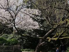 -西湖外事游船(花港观鱼码头)