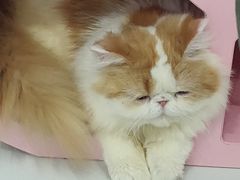 -糯米喵星人·撸猫猫舍咖啡馆(西市场嘉华店)