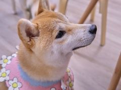 -柴迷FANS CLUB·柴犬狗咖·猫咖