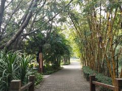 -大湾区中央湿地公园