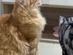 -藏猫猫咖啡主题馆(中央大道店)