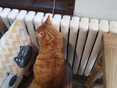 -海边的猫和咖啡馆