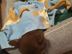 狗狗发烧了都没力气爬起来-PETKIT 小佩宠物·低压洗护·美容·寄养(安远店)