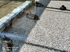 -青藏高原野生动物园