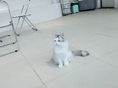 -怪兽屋·羊驼·猫咖·狗咖(俊华广场店)