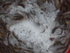 -灵山卫大集