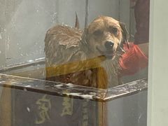 -宠福鑫康馨动物医院·骨科·眼科