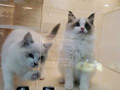 -柚子猫舍·精品猫舍购猫·猫咪认养·购宠·宠物店