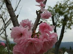 -天适樱花悠乐园