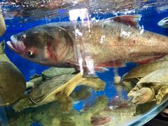 -朱桥甲鱼馆(淮海西路店)