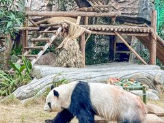 -灵玲国际马戏城
