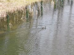 -尚贤河湿地
