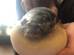 -肆月河豚·淮扬菜·湘菜(华天店)