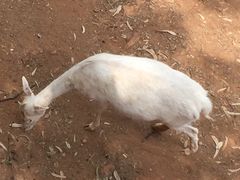 -昆明动物园