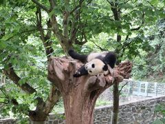 -都江堰中华大熊猫苑