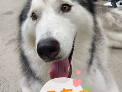 -星多哈·狗咖·拼豆·咖啡