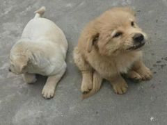 -南权皇烧鸡场