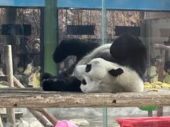 -栾川竹海野生动物园