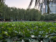 -团结湖公园
