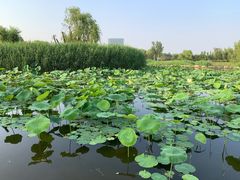 -大兴滨河森林公园