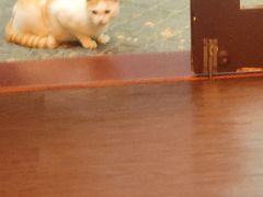 -猫岛主趣味餐厅(鼓浪屿店)