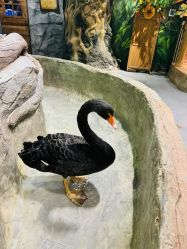 -Zoolung Zoolung动物主题公园(海信广场店)