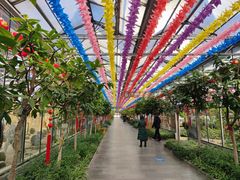 -南宫五洲植物乐园