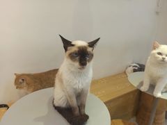 -Heymao猫咖.咖啡厅(东门店)