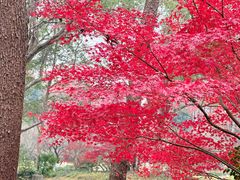 -杭州植物园