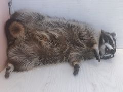 -浣熊柯尔鸭土拨鼠·电玩咖