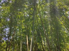 -云溪植物园